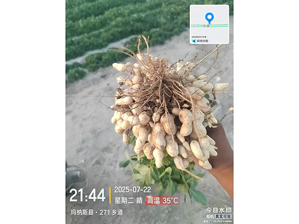 濰花25號(hào)