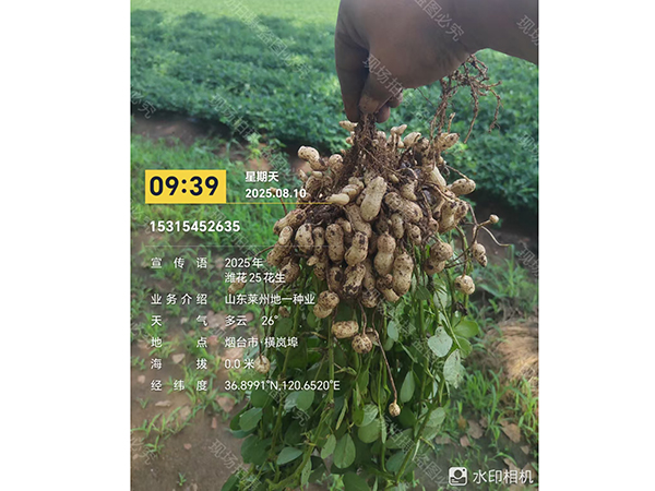 濰花25號(hào)果實(shí)